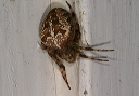 araneus_diadematus182