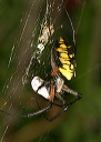 argiope_aurantia