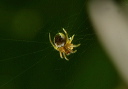 orb_weaver747