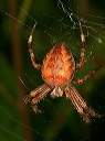 orb_weaver889