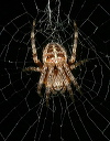 orb_weaver_933