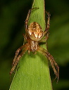 orb_weaver_sp415