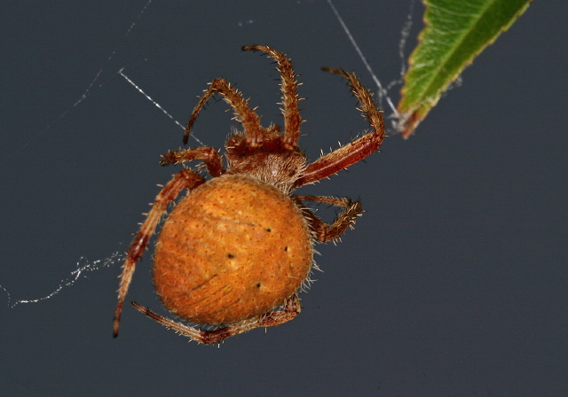 Neoscona crucifera Araneidae