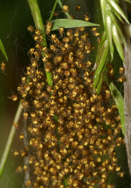 Araneus sp. Araneidae