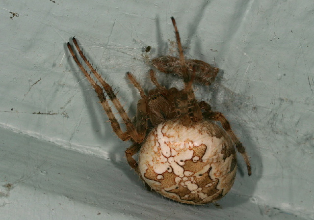 Araneus diadematus Araneidae