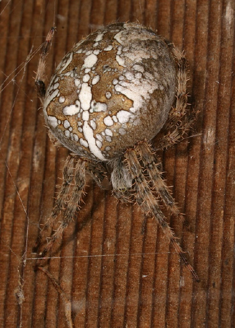 Araneus diadematus Araneidae