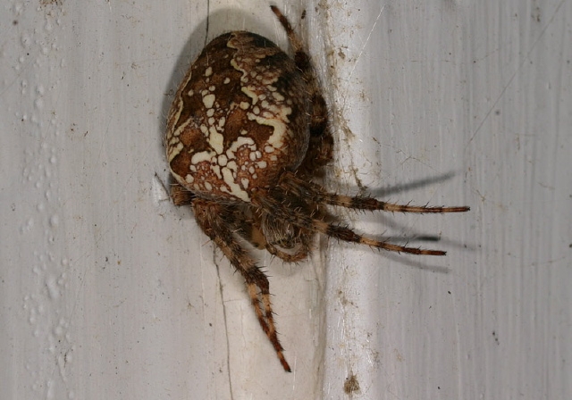 Araneus diadematus Araneidae