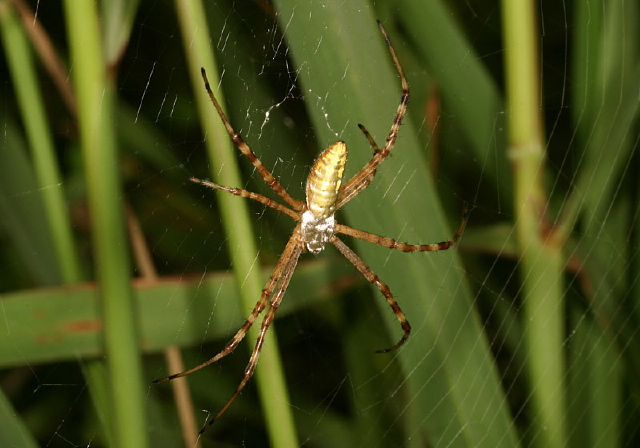 Argiope trifasciata Araneidae