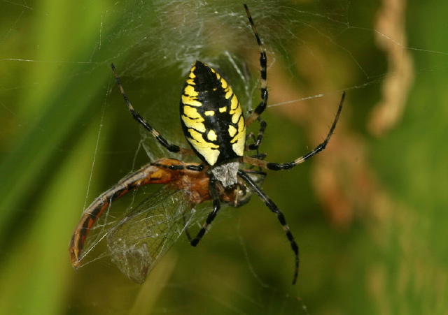 Argiope aurantia Araneidae