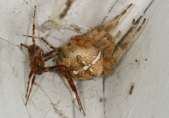 Araneus diadematus Araneidae