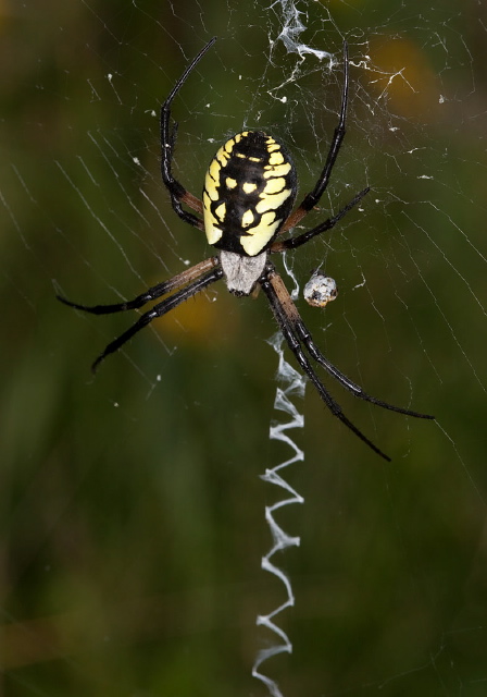 Argiope aurantia Araneidae