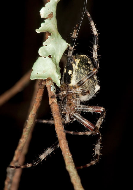 Araneus nordmanni Araneidae