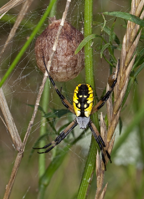 Argiope aurantia Araneidae