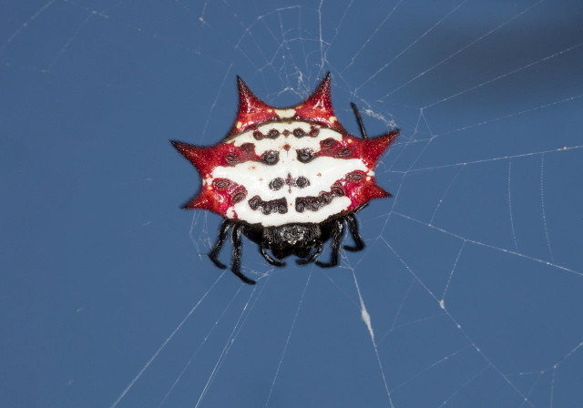 Gasteracantha cancriformis Araneidae