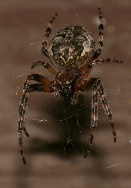 Larinioides sclopetarius Araneidae