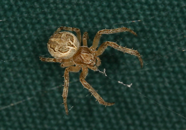 Larinioides sp. Araneidae