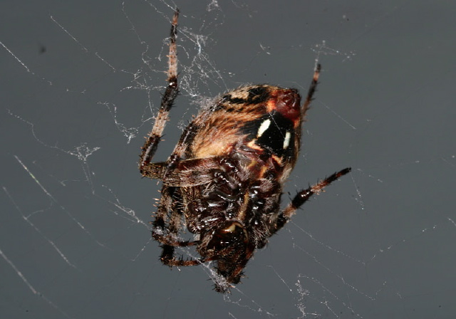 Neoscona crucifera? Araneidae