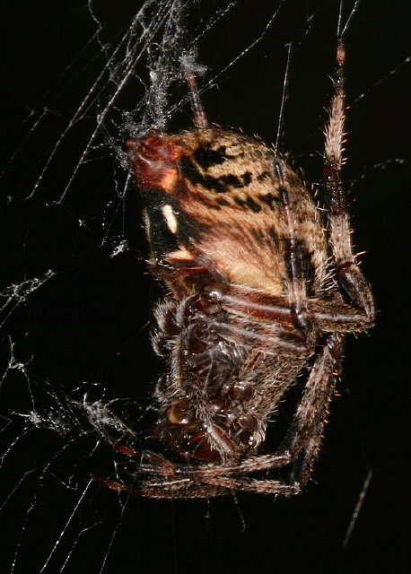 Neoscona crucifera? Araneidae