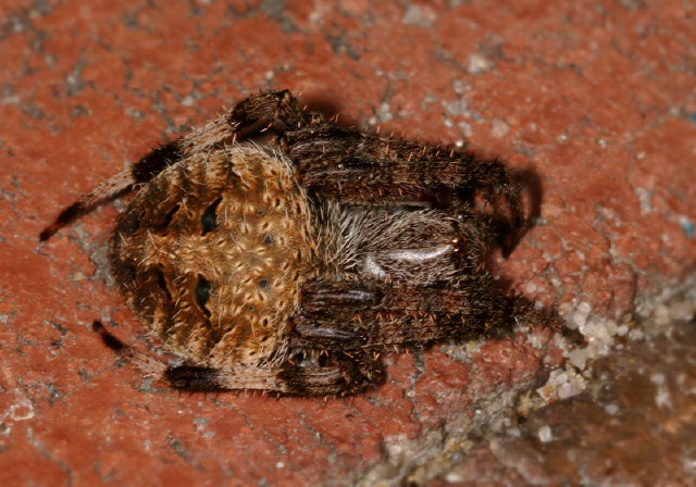 Neoscona crucifera? Araneidae