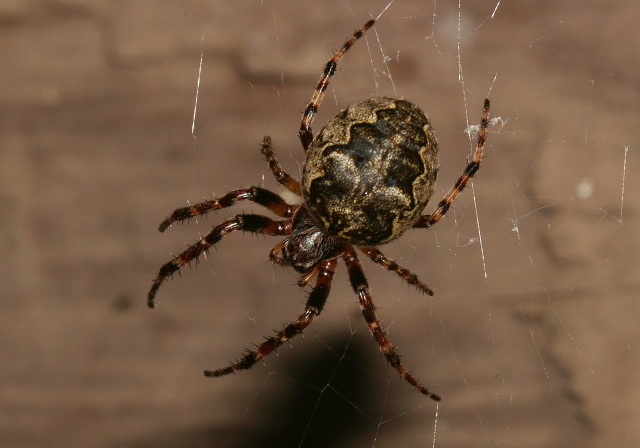 Larinioides sclopetarius Araneidae