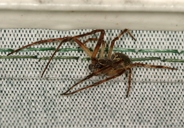 Larinioides sp. Araneidae