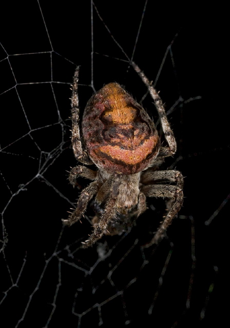 Eustala anastera? Araneidae