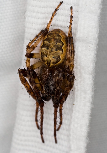 Larinioides cornutus? Araneidae