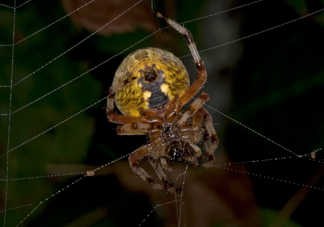 Araneus marmoreus Araneidae