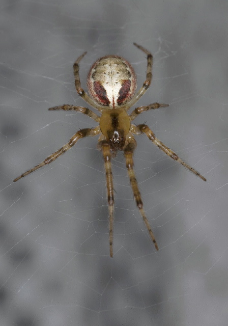 Zygiella atrica Araneidae