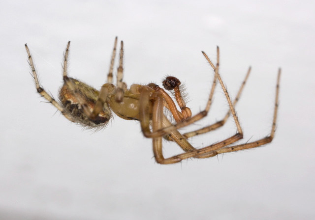 Zygiella atrica Araneidae