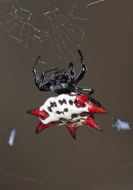 Gasteracantha cancriformis Araneidae