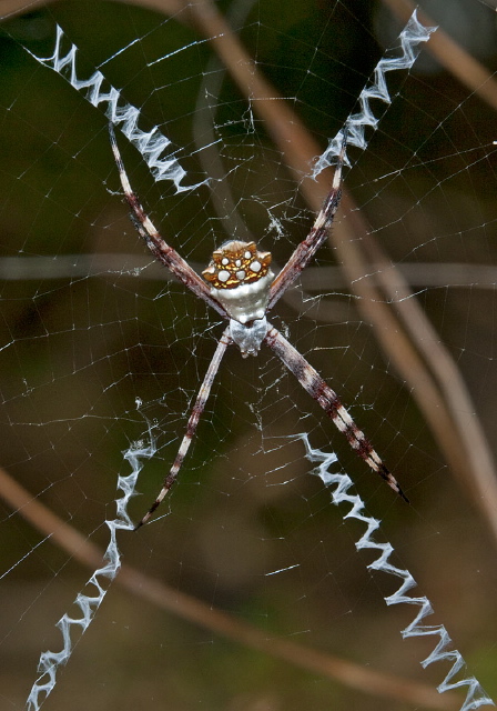 Argiope argentata Araneidae