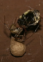 house_spider_0980