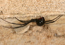 latrodectus_img_2607