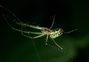 leucauge_0796