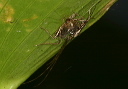 long-jawed_orbweaver921