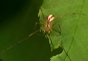 spider_sp888