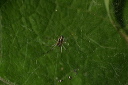 spiderweb356