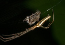 tetragnatha_sp885