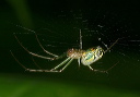 venusta_orchad_spider716