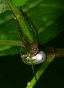 venusta_orchard_spider442