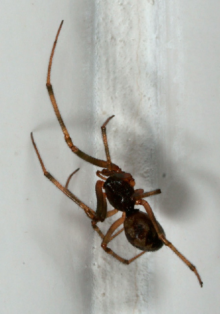 Steatoda triangulosa? Theridiidae