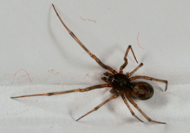 Steatoda triangulosa? Theridiidae