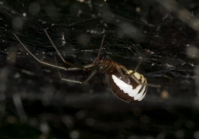 Frontinella communis Linyphiidae