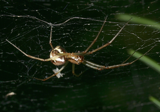 Linyphia triangularis Linyphiidae