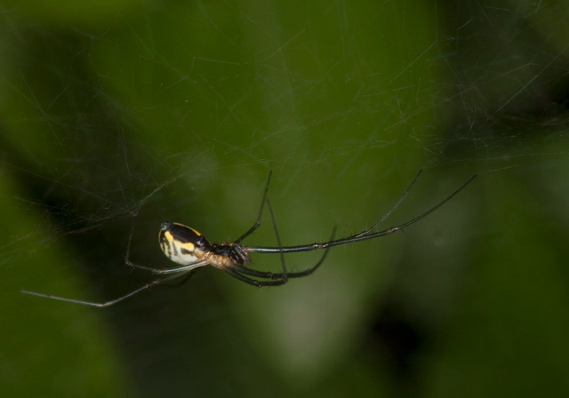 Neriene radiata Linyphiidae