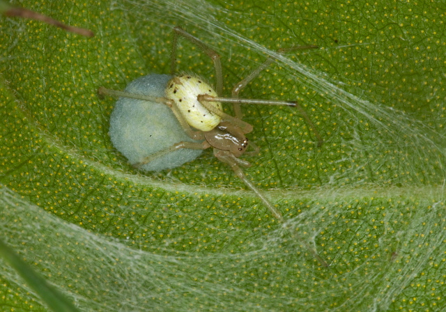 Enoplognatha ovata? Theridiidae