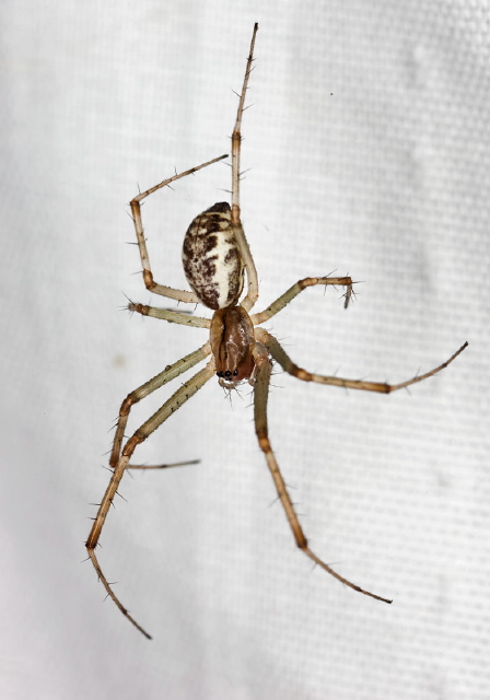 Linyphia triangularis Linyphiidae