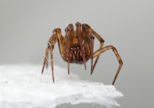 Steatoda triangulosa? Theridiidae