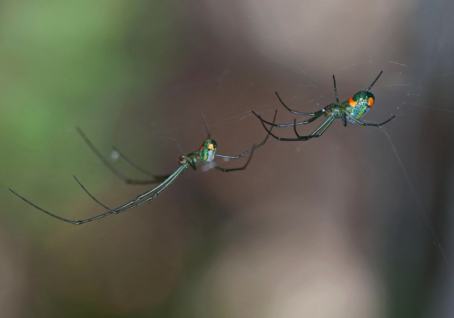 Leucauge venusta Tetragnathidae